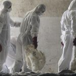 gripe-avair Operarios retirando cadaveres de una granja afectada por gripe aviar