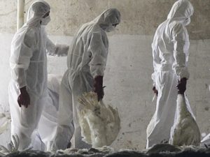 Operarios retirando cadaveres de una granja afectada por gripe aviar 