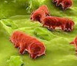 salmonella