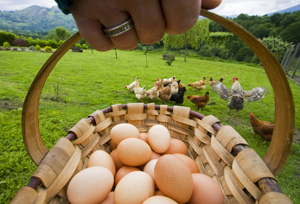 1.-Huevos-ecologicos