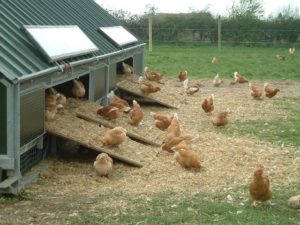 gallinas-ecologicas