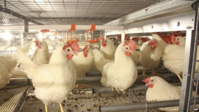 Jaula enriquecida para gallinas ponedoras