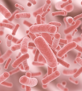 campylobacter