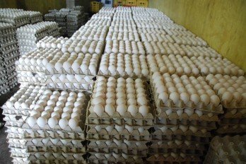 importaciones-huevos