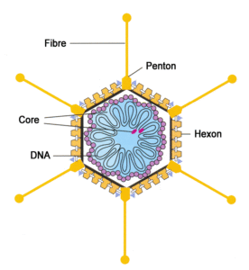 Adenovirus_en