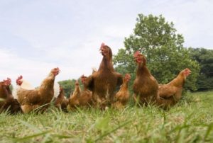 gallinas ecologicas