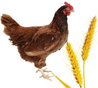 nutricion-gallina