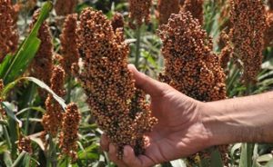 sorgo