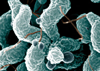 campylobacter2