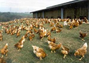 camperas-bienestar-gallinas-jaulas-walmart