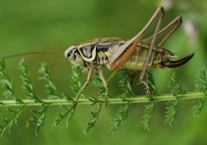 cricket-insecto-alimento-aves-nutrientes-proteinas