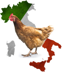 italia-gallina-influenza-aviar