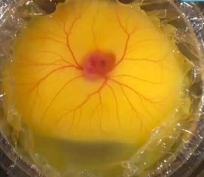Detalle del embrión incubándose fuera del huevo