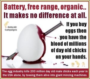 Las protectoras de animales de los EEUU acusan al sector avícola de “triturar” cada año más de 200 millones de pollitos machos de un día. 