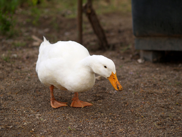 pato-influenza-aviar-palmipedo-francia