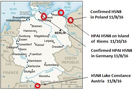 germany-h5n8