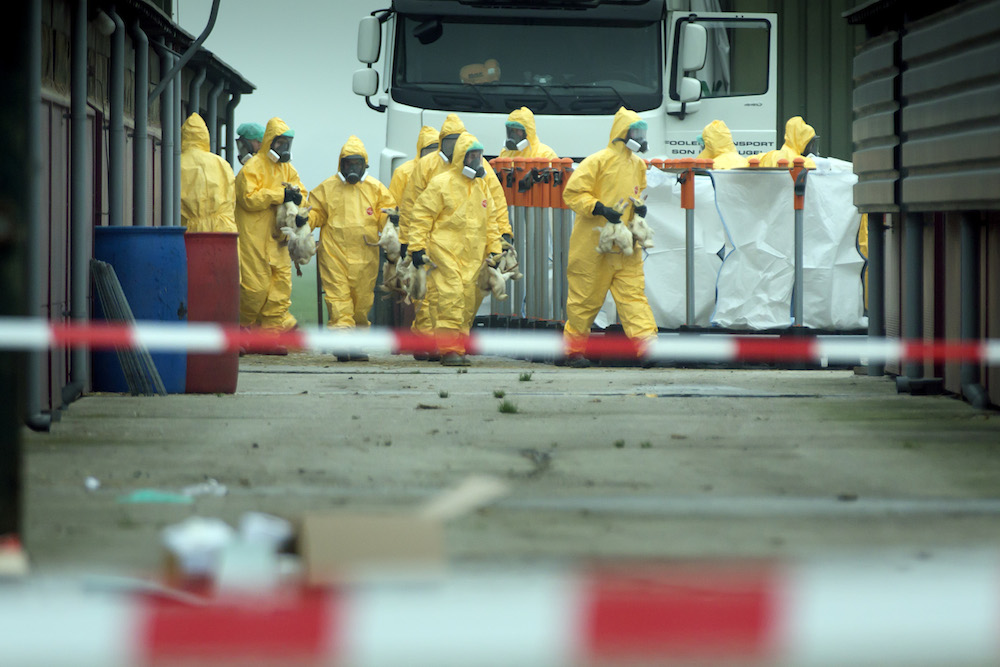 Patos sacrificados el 17 diciembre 2016 por gripe aviar en Kamperveen, Holanda . foto Herman Engbers