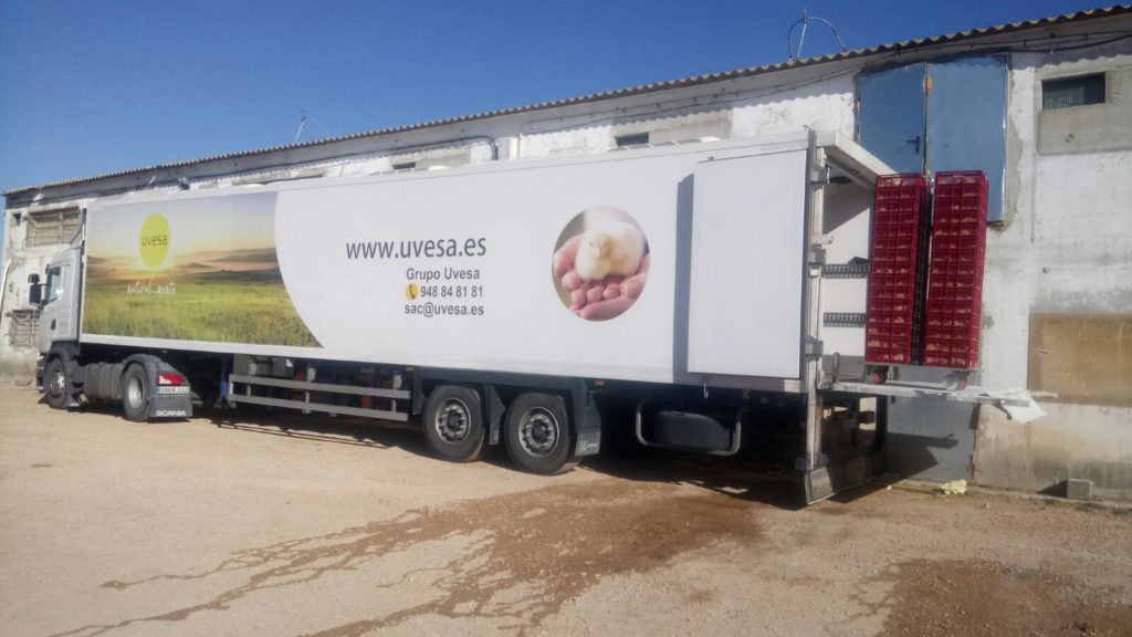 Camión de la integradora avícola UVESA descargando un nuevo lote de pollitos en una granja. 