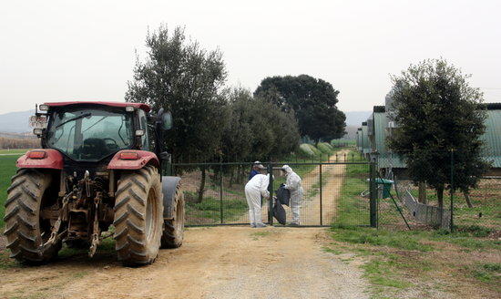 Detectado primer caso en aves de corral en 2017 de gripe aviar H5N8 en Girona. ACN