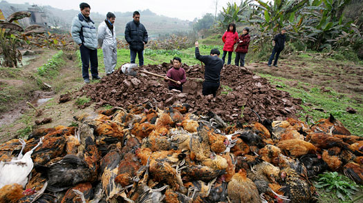 avian-flu-china