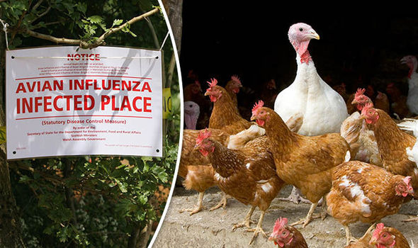 avian-flu-virus-alert-European-countries-