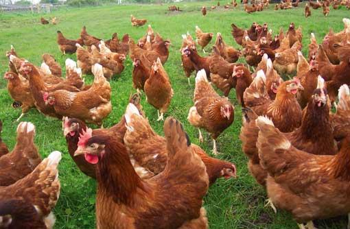 free-range-Lohmann-Brown-Chickens