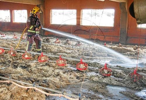 incendio-en-granja-pollos