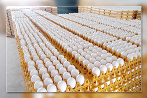 9624-indian-white-eggs-guru-1[1]