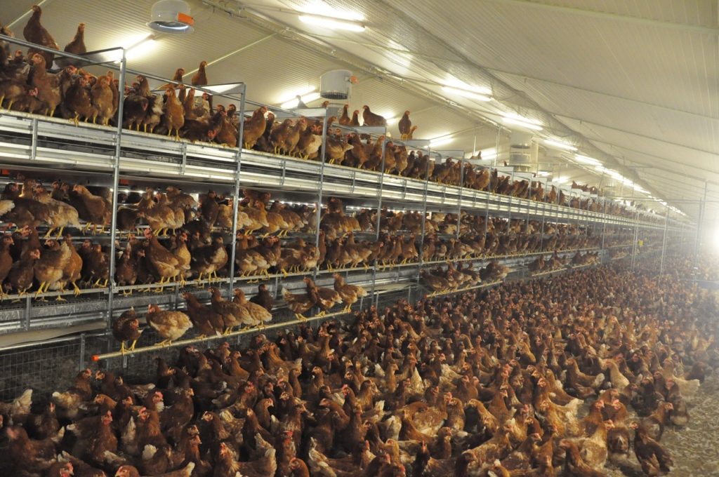 Nave para 30.000 gallinas ponedoras en aviario con salida a parque. El modelo es el Natura Nova twin de Big Dutchman.