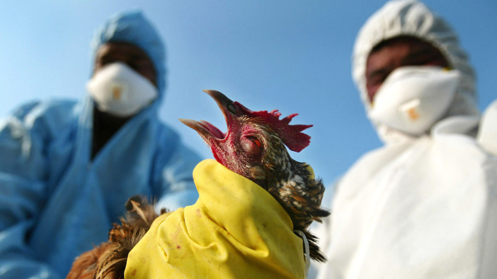 An outbreak of bird flu in India in 2008 prompted authorities to temporarily ban the sale of poultry.