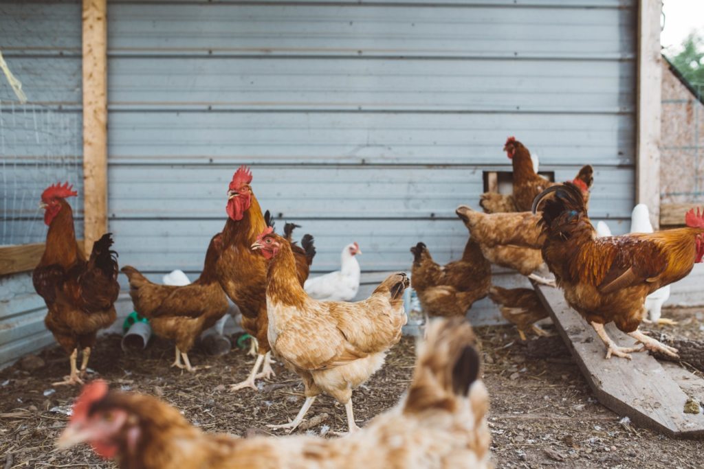 gallinas-bienestar-animal