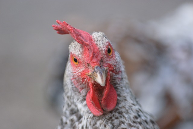 chicken-panama-avicultura-aumento