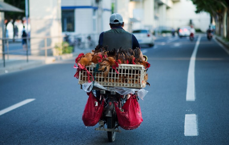 A man transports chicken on his scooter in Shanghai on August 6, 2014. AFP PHOTO / JOHANNES EISELE / AFP PHOTO / JOHANNES EISELE