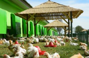 pollos-rumania-grupo-avicola-