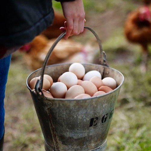 gallinas-ponedoras-en-suelo-huevos-ganja-san-miguel