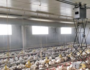 chicken-boy-robot-para-avicultura-de-faromatics-2