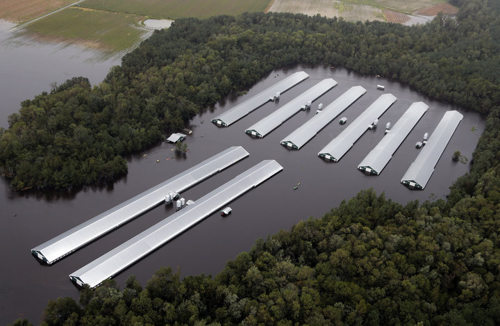 Granjas de pollos inundadas tras el paso del huracán Florence en Carolina del Norte, EEUU (16 sept 2018, AP Photo/Steve Helber)