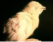 Pollito mostrando signos respiratorios