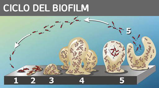 Resultado de imagen de huevos con biofilm